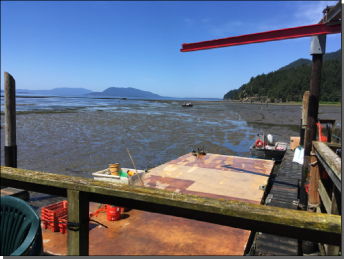 Low tide at Taylor Shellfish on Sammish Bay.  Low tide is when you dig clams!